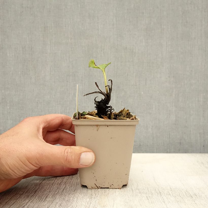 Amostra de Symphytum rubrum - Consolda-russa Vaso de 8/9 cm tal como entregue no outono