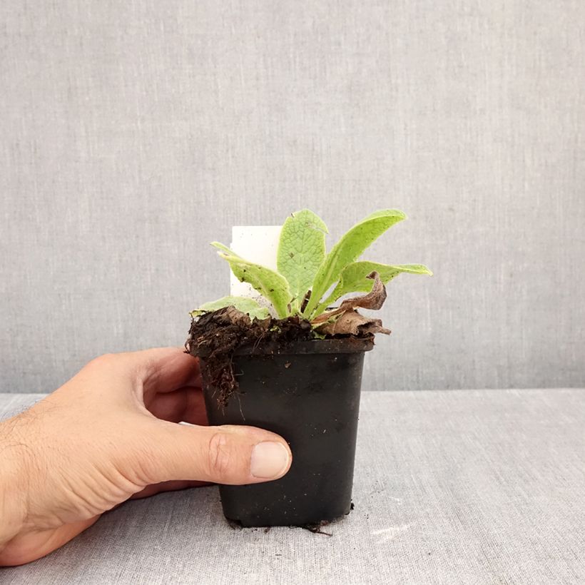 Amostra de Symphytum azureum - Consolda-russa Vaso de 8/9 cm tal como entregue no outono