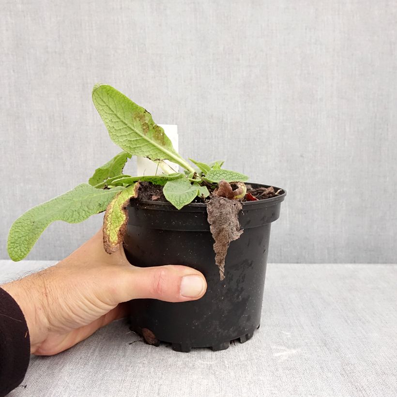 Amostra de Symphytum azureum - Consolda-russa Vaso de 2 L/3 L tal como entregue no outono