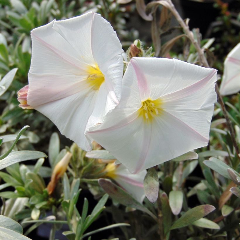 Convolvulus cneorum (Floração)