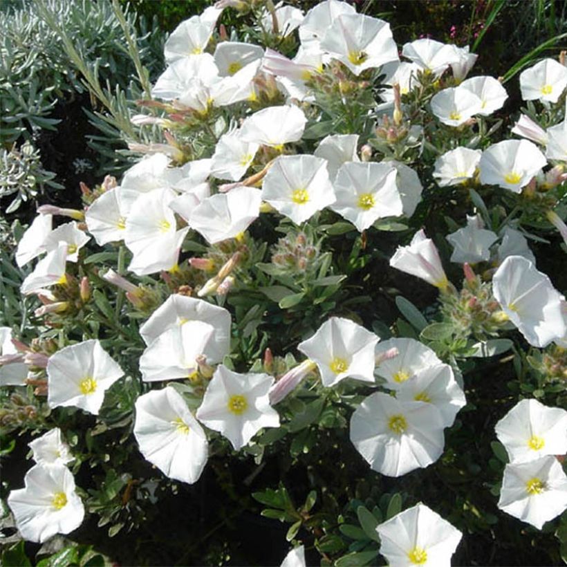 Convolvulus cneorum (Hábito)