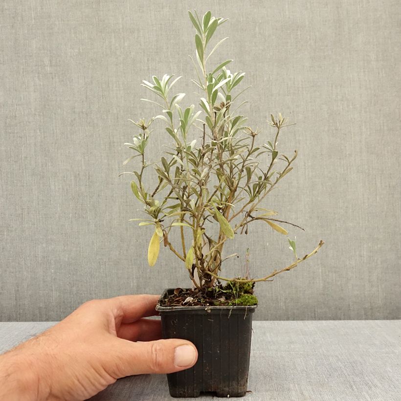 Amostra de Convolvulus cneorum Vaso de 8/9 cm tal como entregue no verão