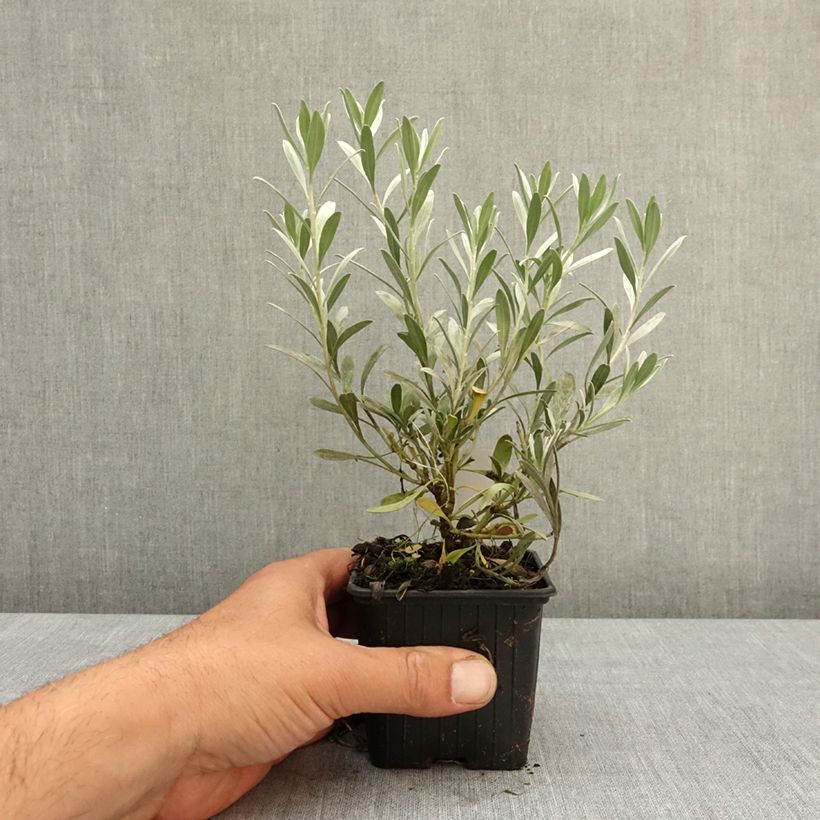 Amostra de Convolvulus cneorum Vaso de 8/9 cm tal como entregue na primavera
