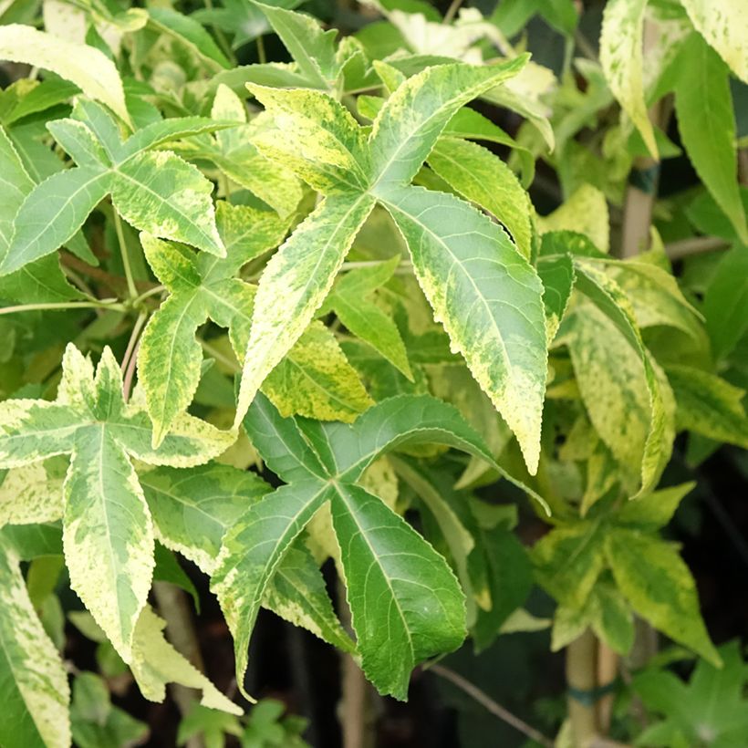 Liquidambar styraciflua Aurora (Folhagem)