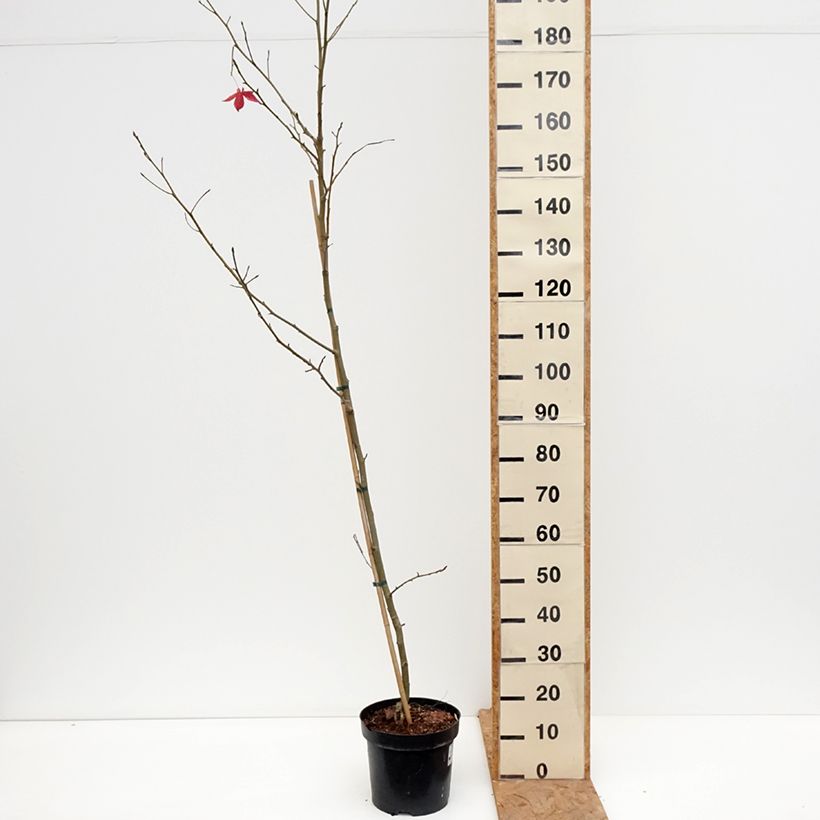 Amostra de Liquidambar styraciflua Aurora Vaso de 4 L/5 L tal como entregue no outono