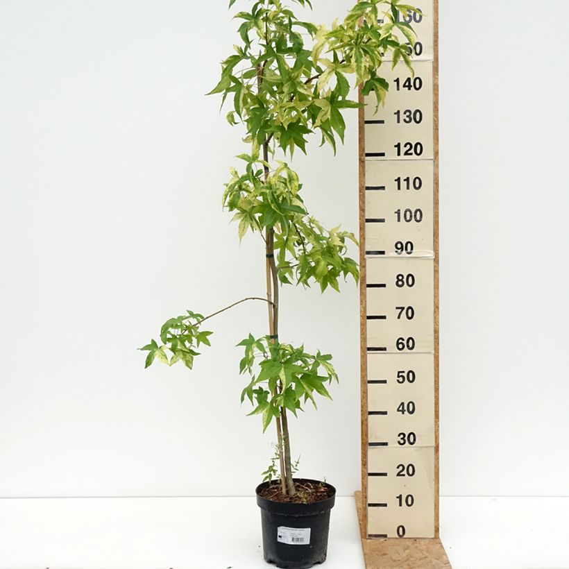 Amostra de Liquidambar styraciflua Aurora Vaso de 4 L/5 L tal como entregue no verão