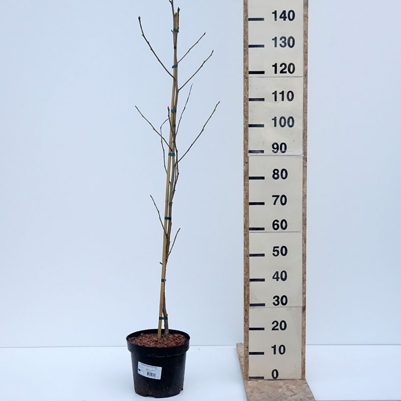 Amostra de Copalme d'Amérique Aurora - Liquidambar styraciflua Vaso de 4 L/5 L tal como entregue no inverno