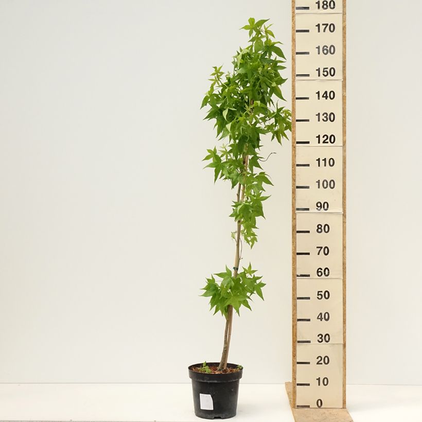 Amostra de Liquidambar styraciflua Aurora Vaso de 4 L/5 L tal como entregue na primavera