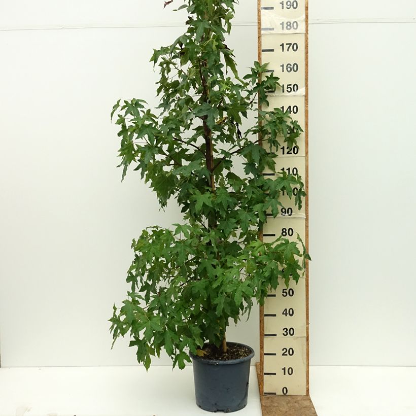 Amostra de Liquidambar styraciflua Stella Vaso de 12 L/15 L tal como entregue no verão