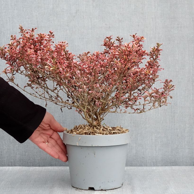 Amostra de Coprosma Pacific Dawn Vaso de 2 L/3 L tal como entregue no inverno