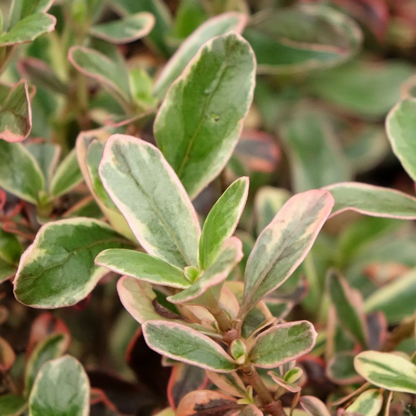 Coprosma Pacific Dawn (Folhagem)