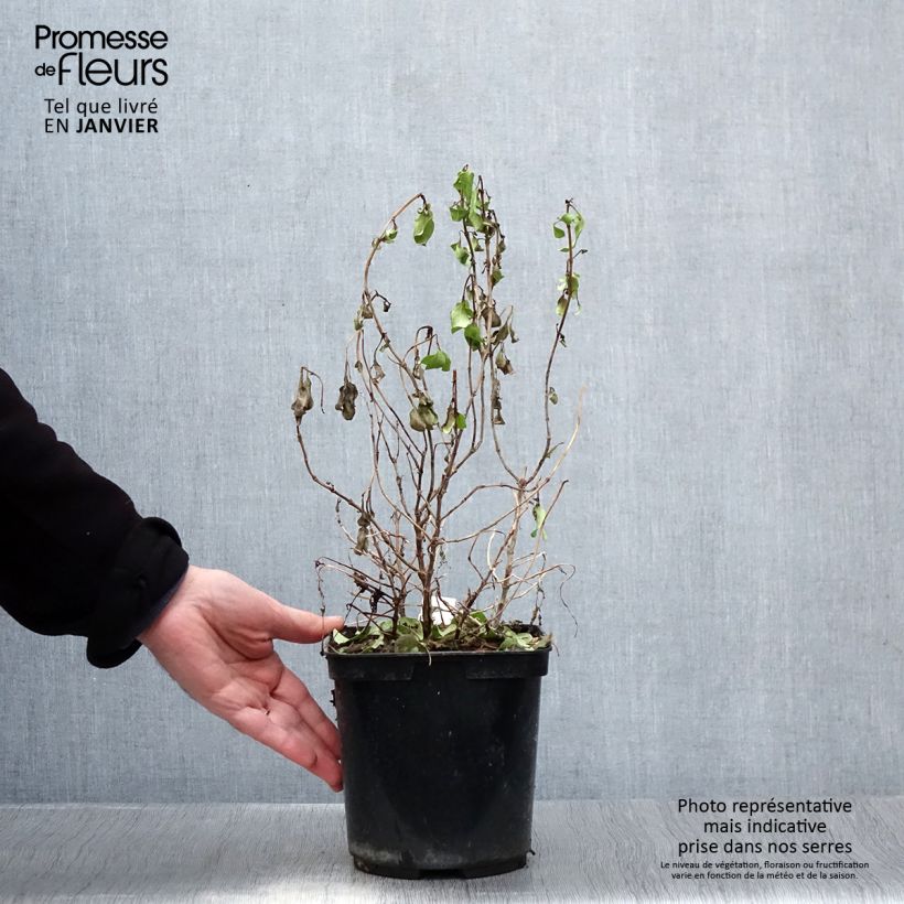 Amostra de Coprosma Pina colada - Plante miroir Vaso de 3 L/4 L tal como entregue no inverno