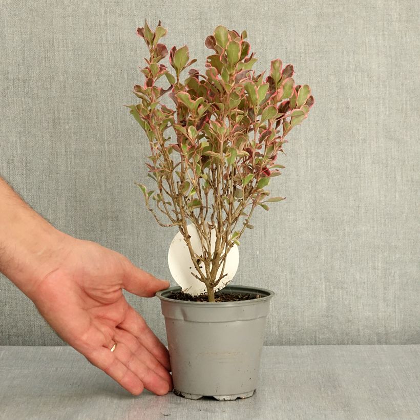 Amostra de Coprosma repens Eclipse Vaso de 12 cm/13 cm tal como entregue no verão