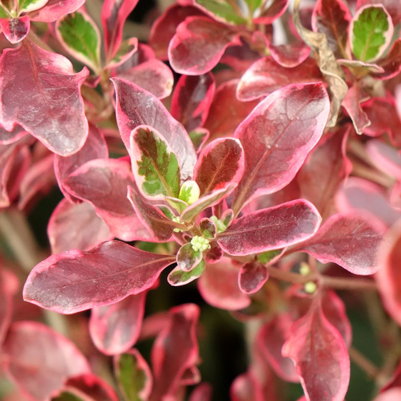 Coprosma repens Eclipse (Folhagem)