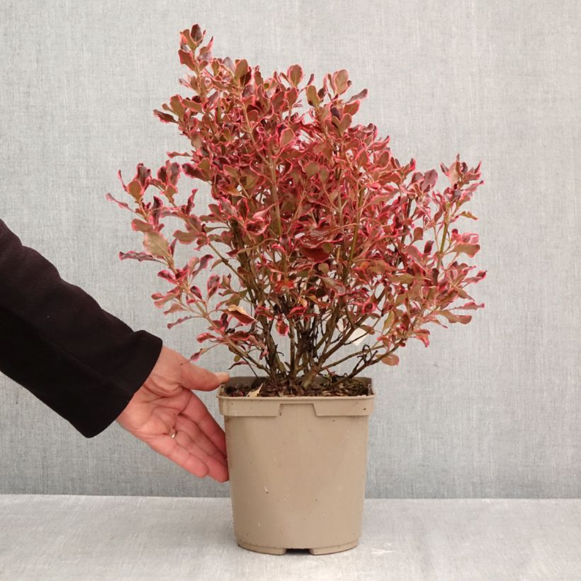 Amostra de Coprosma repens Eclipse Vaso de 3 L/4 L tal como entregue no outono