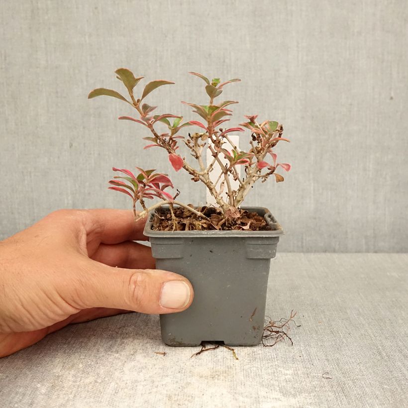 Amostra de Coprosma repens Fire Burst Vaso de 8/9 cm tal como entregue na primavera