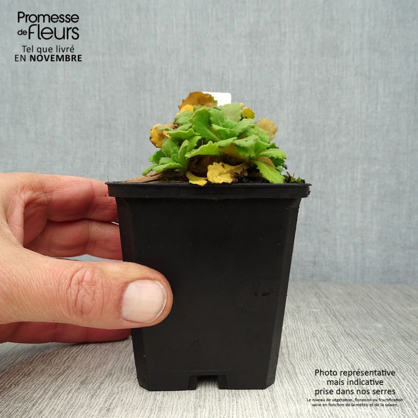 Amostra de Arabis caucasica Bakkely Vaso de 8/9 cm tal como entregue no outono