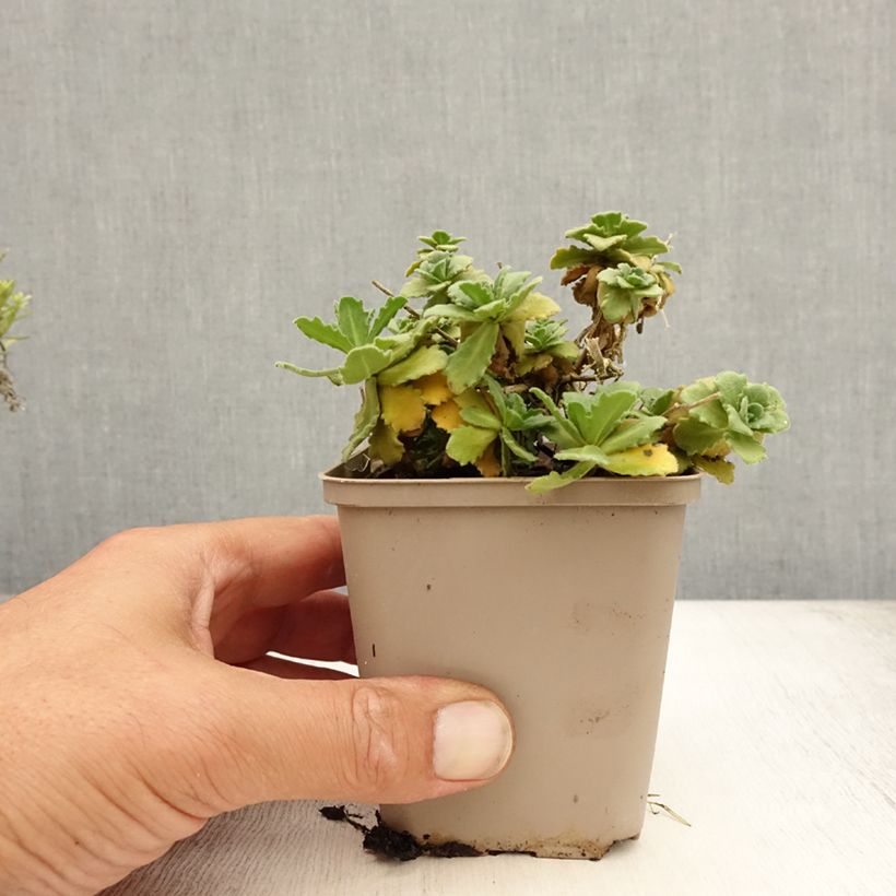 Amostra de Arabis caucasica Bakkely Vaso de 8/9 cm tal como entregue no verão