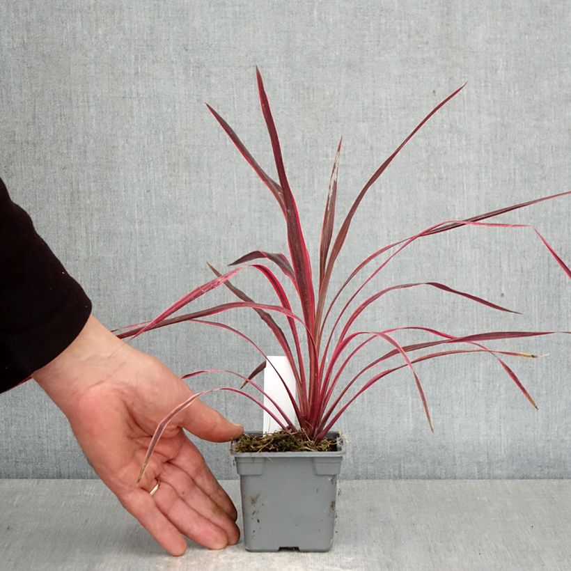 Amostra de Cordyline australis Cherry Sensation Vaso de 8/9 cm tal como entregue na primavera