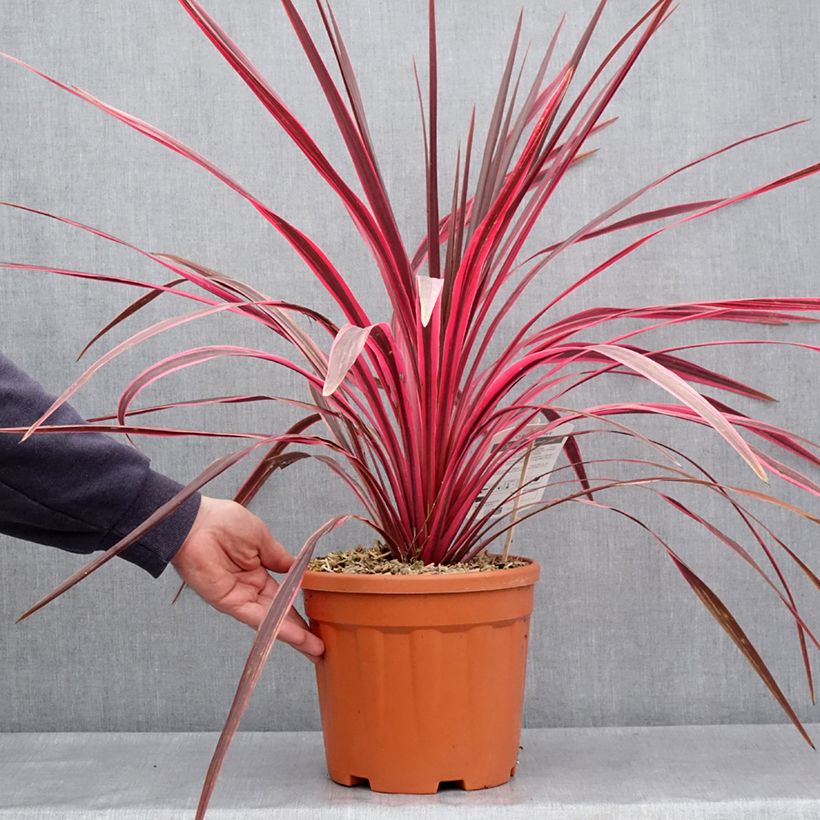 Amostra de Cordyline australis Cherry Sensation Vaso de 6 L/7 L tal como entregue na primavera