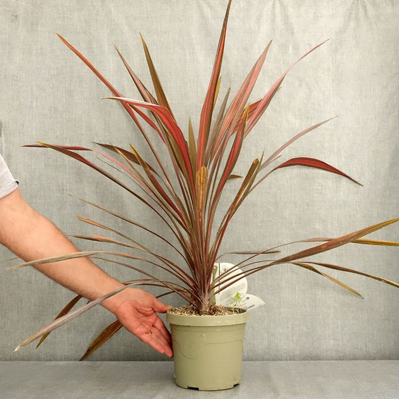 Amostra de Cordyline australis Coral - Palmeira-da-Nova Zelândia Vaso de 3 L/4 L tal como entregue no verão
