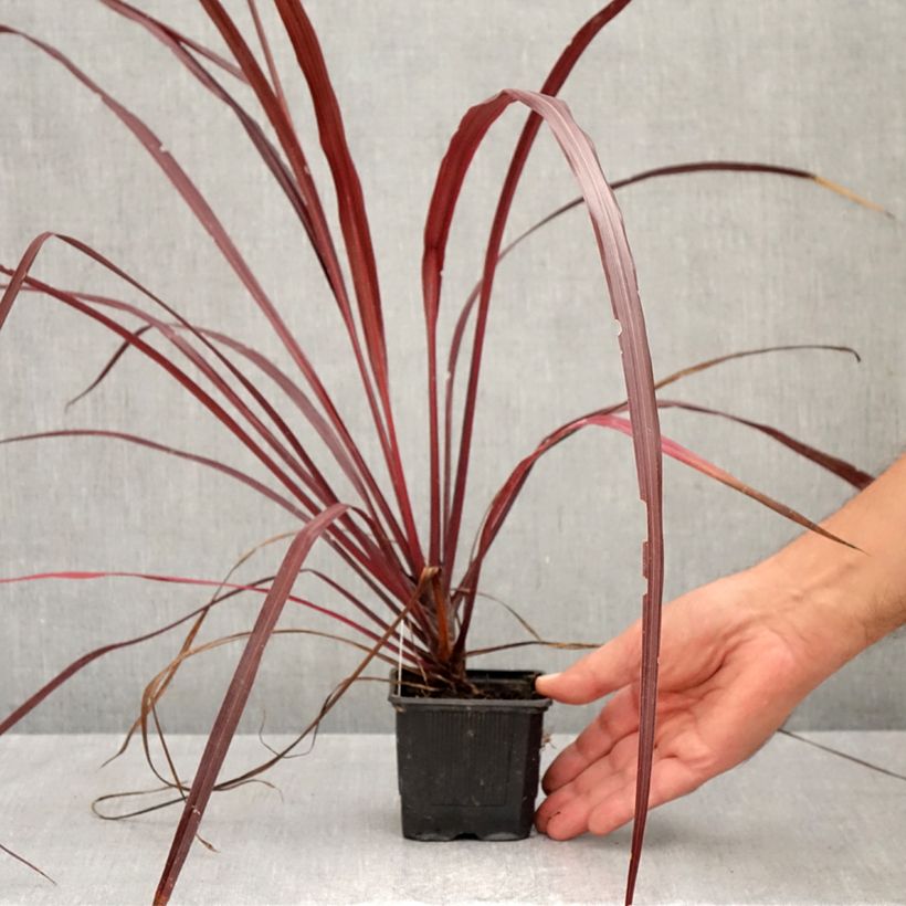 Amostra de Cordyline australis Design a Line Burgundy Vaso de 8/9 cm tal como entregue no outono