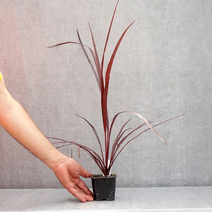 Amostra de Cordyline australis Design a Line Burgundy Vaso de 8/9 cm tal como entregue no verão