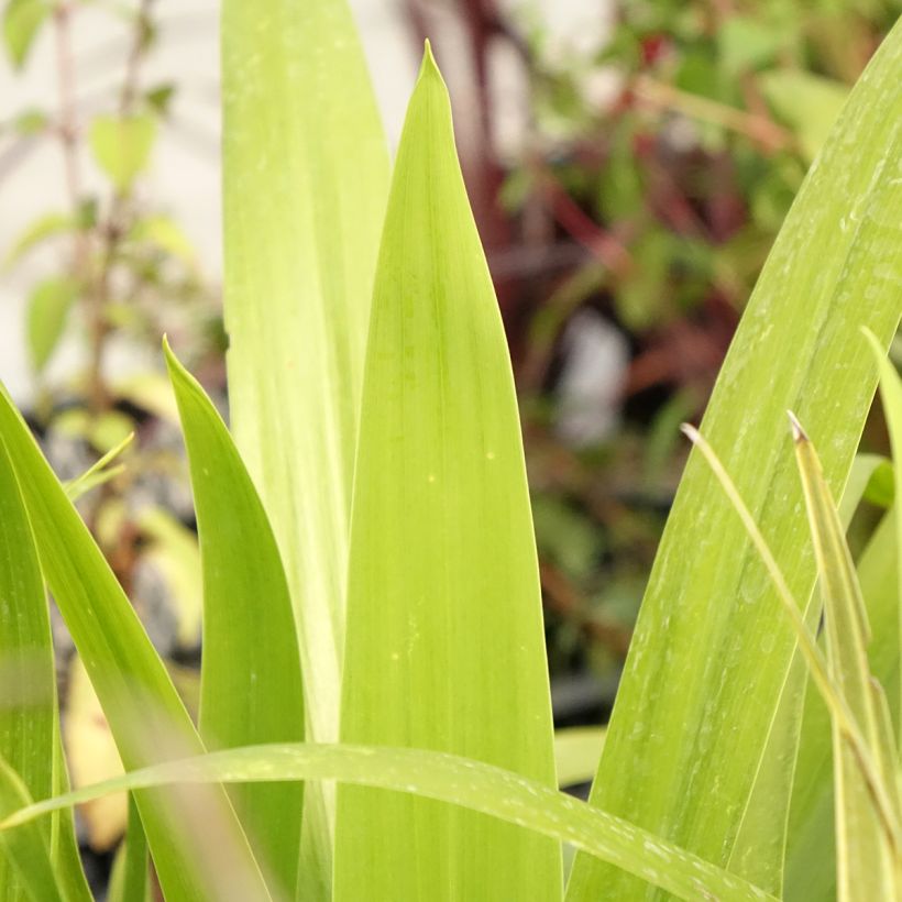 Cordyline australis Emerald Star Artic Jungle (Folhagem)