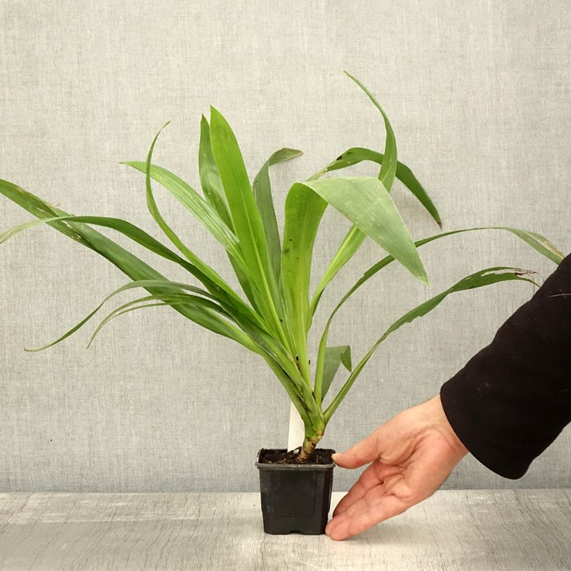 Amostra de Cordyline australis Emerald Star Artic Jungle Vaso de 8/9 cm tal como entregue no outono