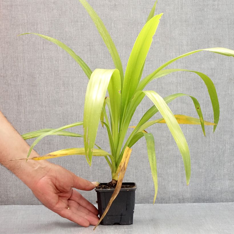 Amostra de Cordyline australis Emerald Star Artic Jungle Vaso de 8/9 cm tal como entregue no verão