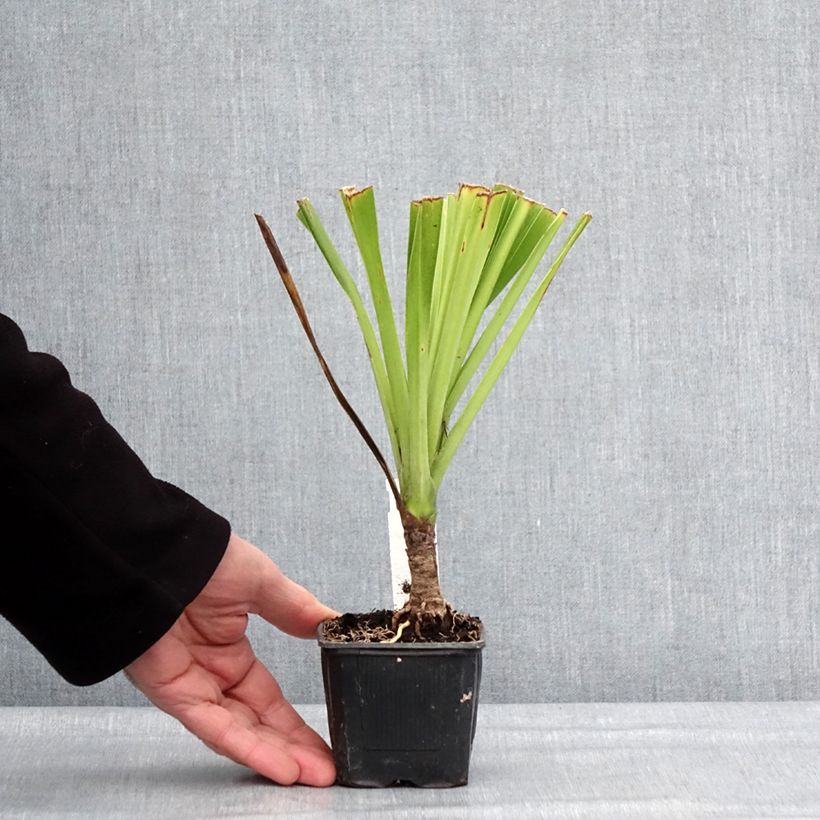 Amostra de Cordyline australis Emerald Star Artic Jungle Vaso de 8/9 cm tal como entregue no inverno