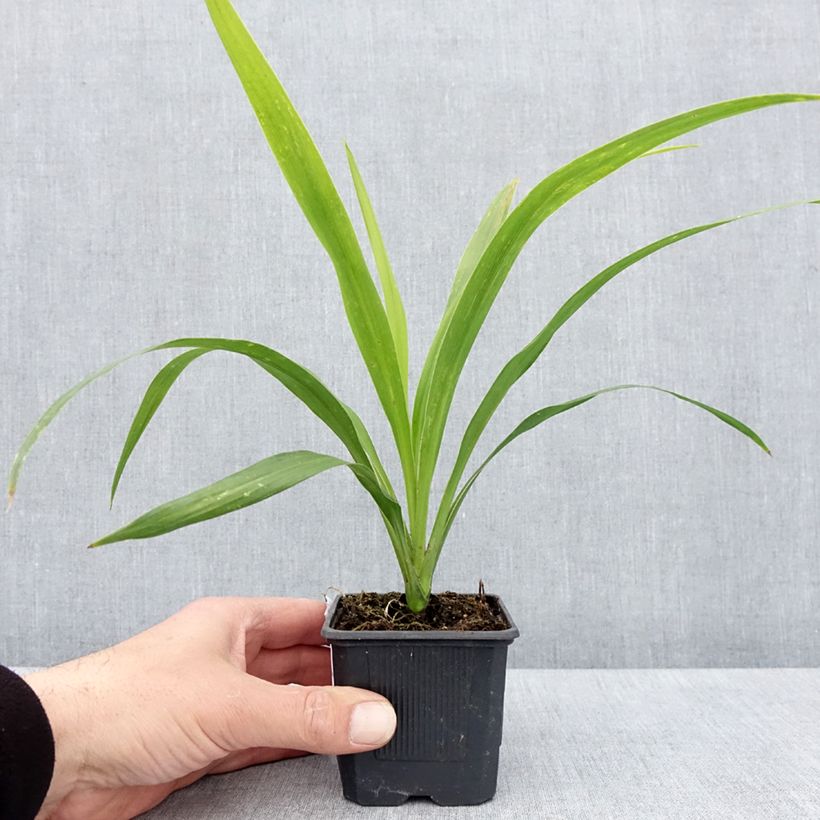 Amostra de Cordyline australis Emerald Star Artic Jungle Vaso de 8/9 cm tal como entregue na primavera