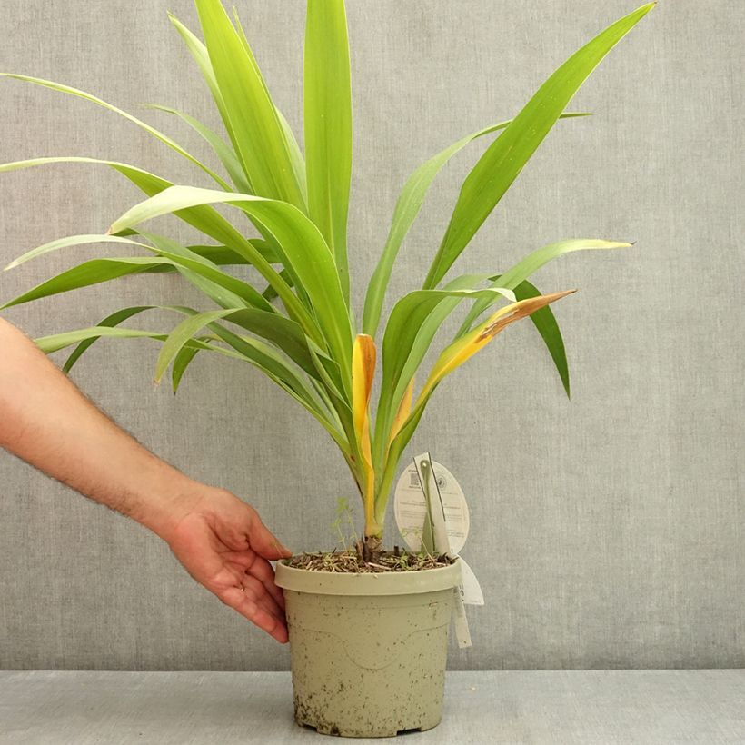 Amostra de Cordyline australis Emerald Star Artic Jungle Vaso de 2 L/3 L tal como entregue no verão