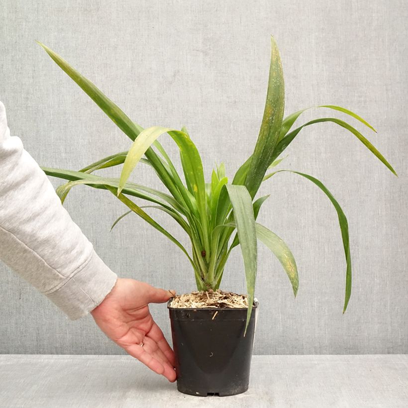 Amostra de Cordyline australis Emerald Star Artic Jungle Vaso de 2 L/3 L tal como entregue na primavera