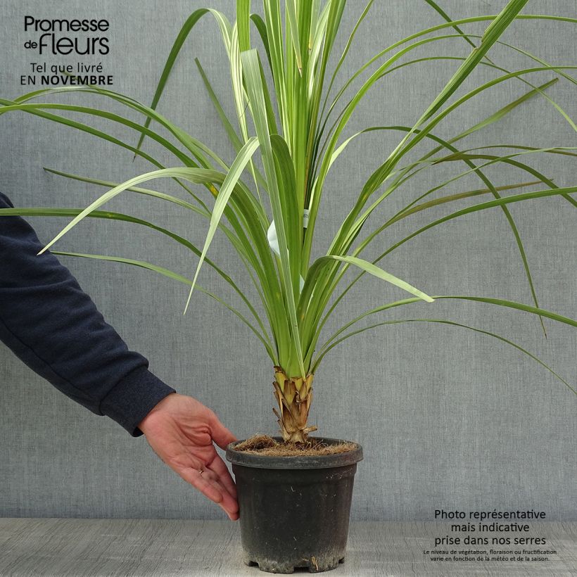 Amostra de Cordyline australis Vaso de 3 L/4 L tal como entregue no outono