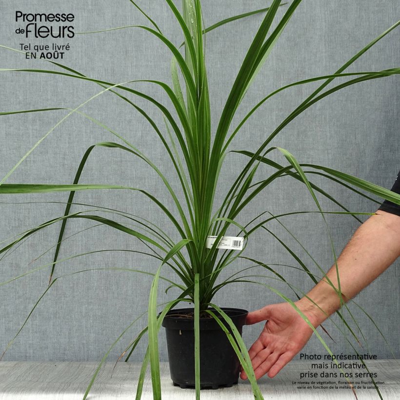 Amostra de Cordyline australis Vaso de 3 L/4 L tal como entregue no verão