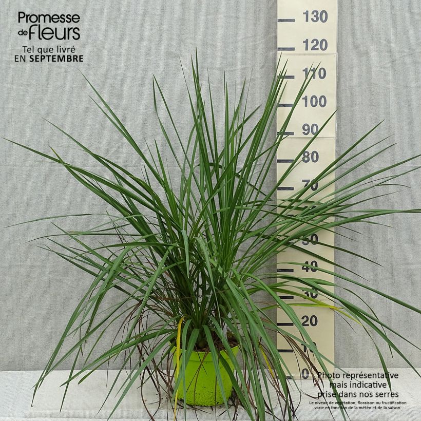 Amostra de Cordyline australis Vaso de 6 L/7 L tal como entregue no outono