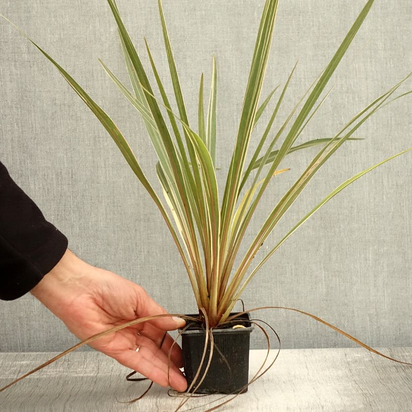 Amostra de Cordyline australis Fantasy Godet de 8/9 cm tal como entregue no outono