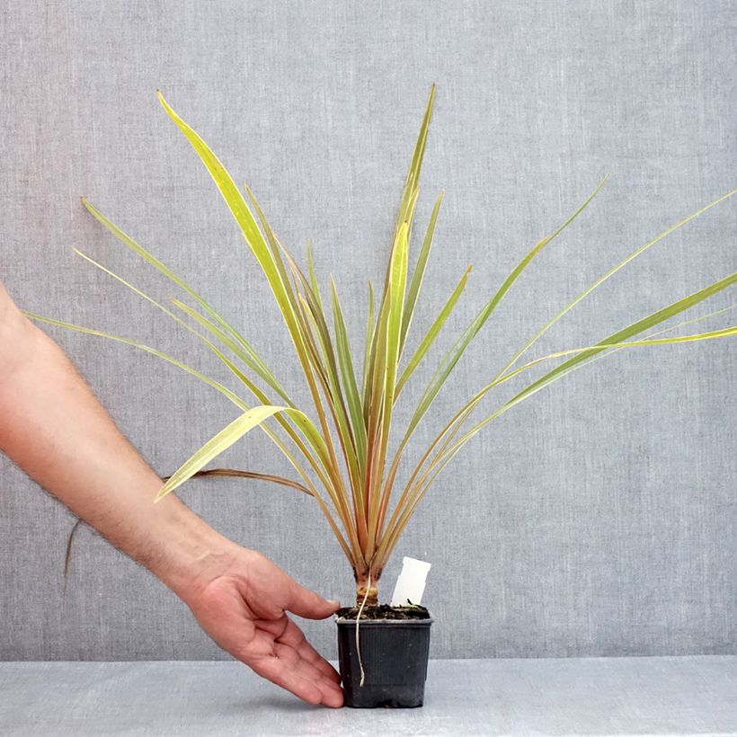 Amostra de Cordyline australis Fantasy Vaso de 8/9 cm tal como entregue no verão
