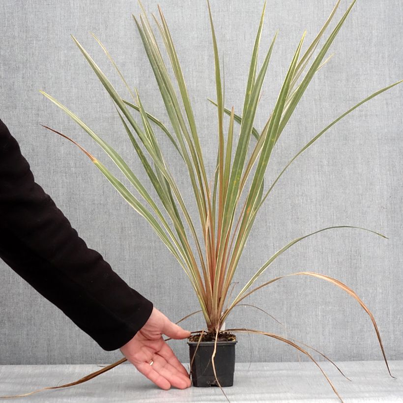 Amostra de Cordyline australis Fantasy Vaso de 8/9 cm tal como entregue no inverno