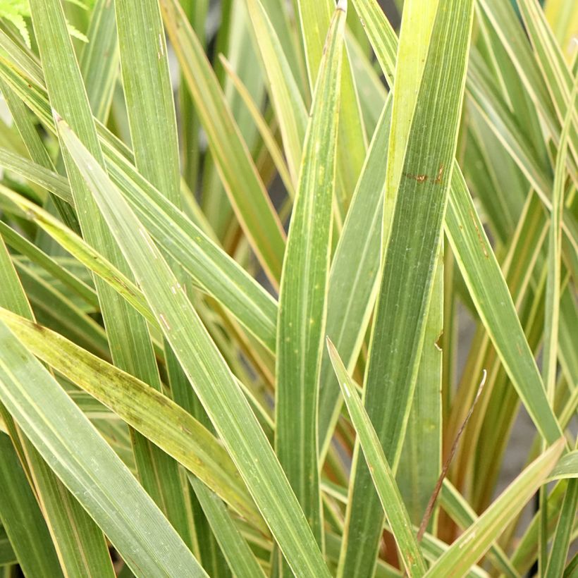 Cordyline australis Fantasy (Folhagem)