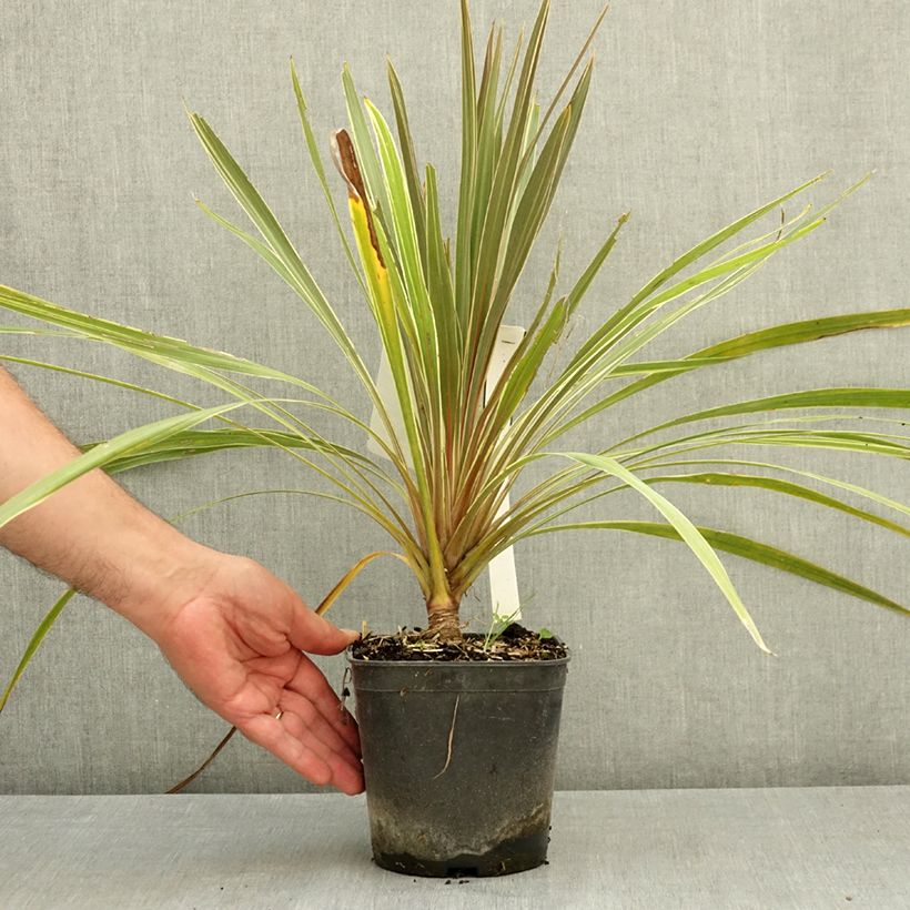 Amostra de Cordyline australis Fantasy Vaso de 2 L/3 L tal como entregue no verão