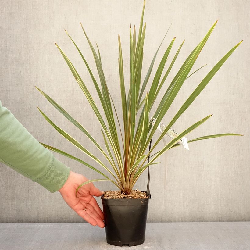 Amostra de Cordyline australis Fantasy Vaso de 2 L/3 L tal como entregue no inverno