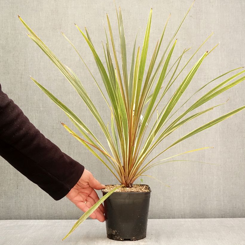 Amostra de Cordyline australis Fantasy Vaso de 2 L/3 L tal como entregue na primavera