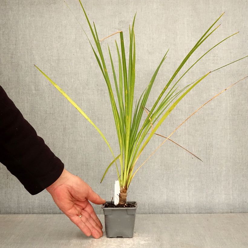 Amostra de Cordyline australis Vaso de 8/9 cm tal como entregue na primavera