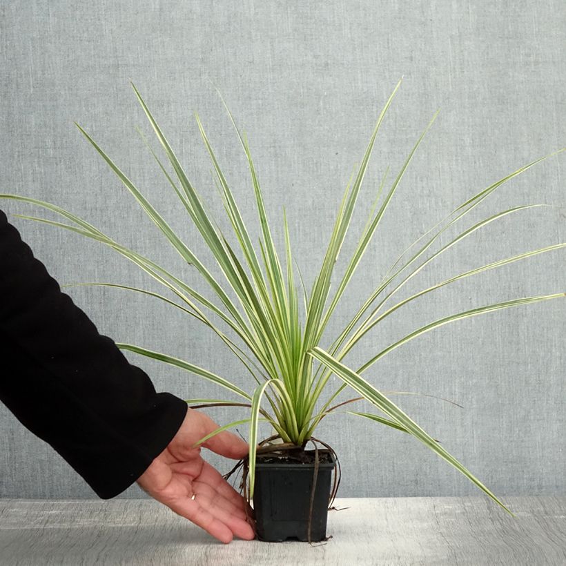Amostra de Cordyline australis Lime Passion Vaso de 8/9 cm tal como entregue no outono