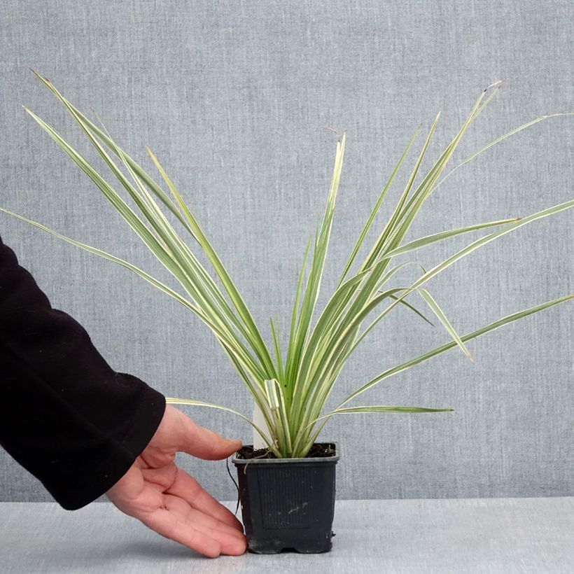 Amostra de Cordyline australis Lime Passion Vaso de 8/9 cm tal como entregue na primavera