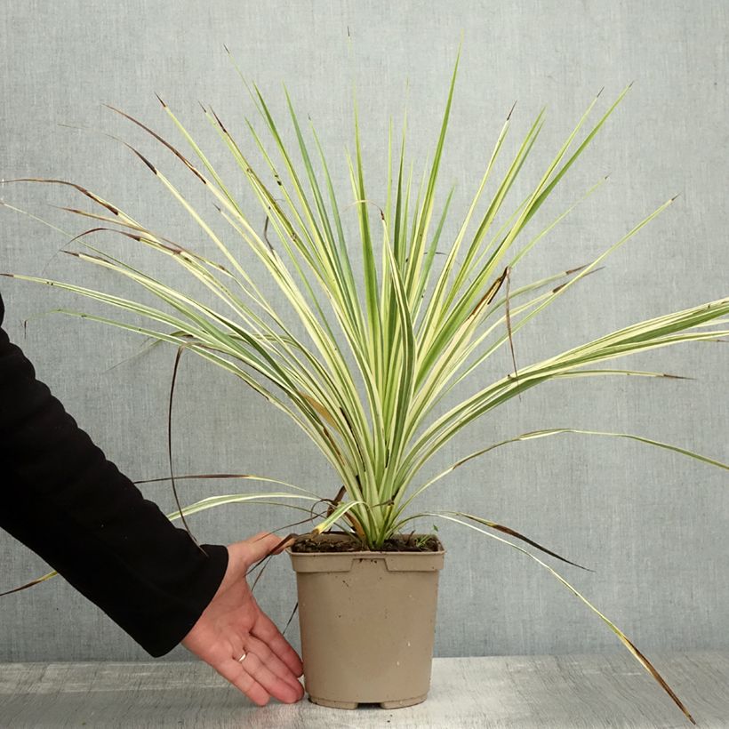 Amostra de Cordyline australis Lime Passion Vaso de 2 L/3 L tal como entregue no outono