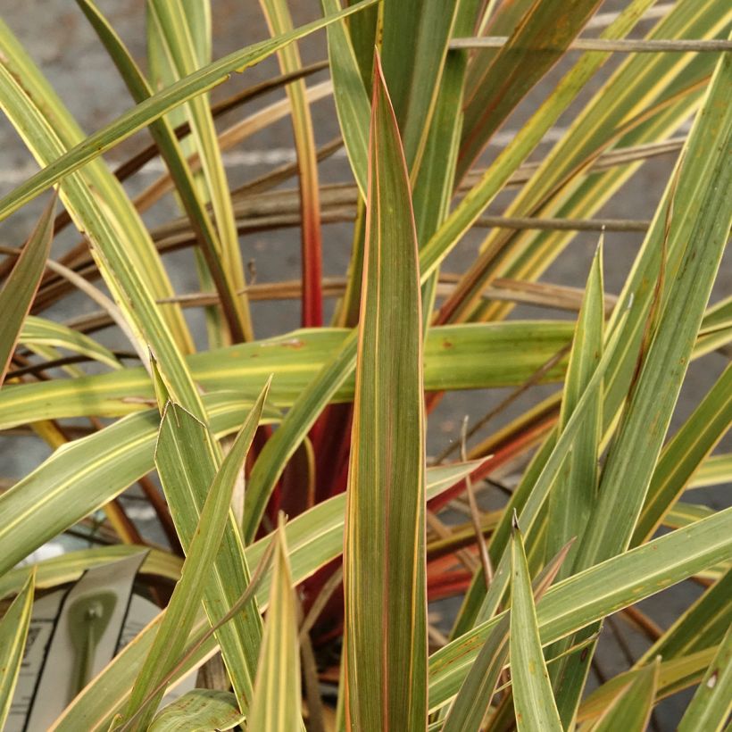 Cordyline australis Magic Star (Folhagem)