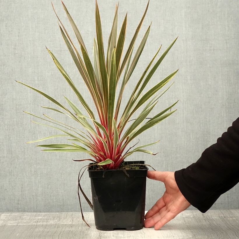 Amostra de Cordyline australis Magic Star Pot de 3L/4L tal como entregue no outono